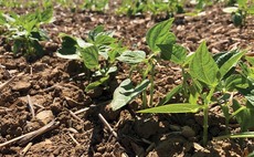 Bringing haricot beans to market