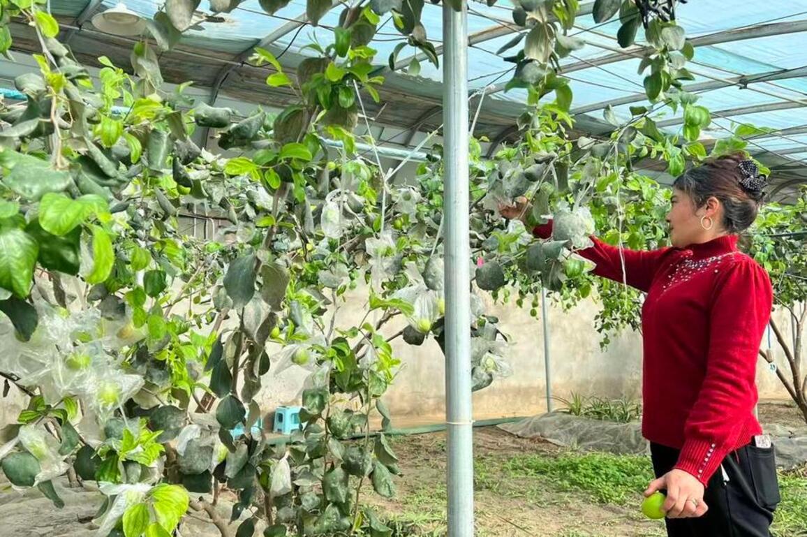 Winter harvest flourishes on edge of China's largest desert