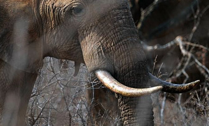 Thai ivory boom ''fuelling Africa elephant crisis'' Thai ivory boom ''fuelling Africa elephant crisis''