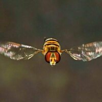 Thousands of flies keep landing on North Sea oil rigs then taking off a few hours later -here's why