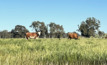  A new peak body called Cattle Australia will start on 1 July. Picture Mark Saunders.