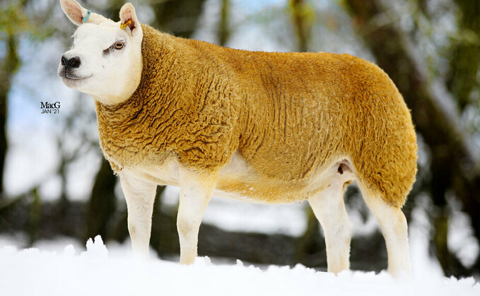 Auldhouseburn flock sets Texel record at Longtown