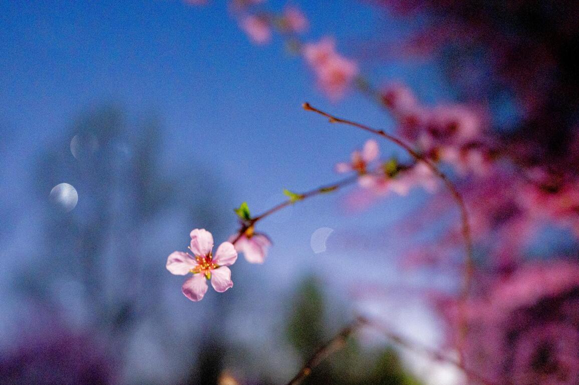 #CHINA-HEILONGJIANG-STARRY SKY-FLOWERS (CN)