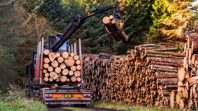 Timber in Construction Roadmap a starting gun