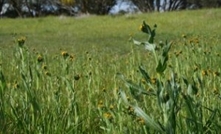 Warmer winter a haven for weeds