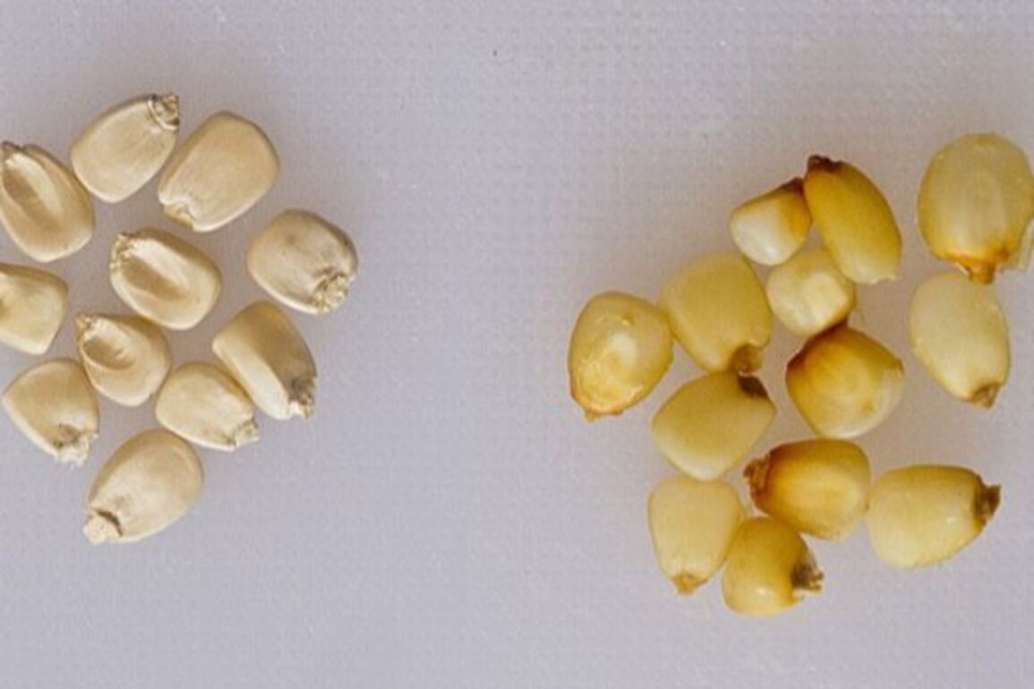 California makes new folic acid rule mandatory for use in staple foods