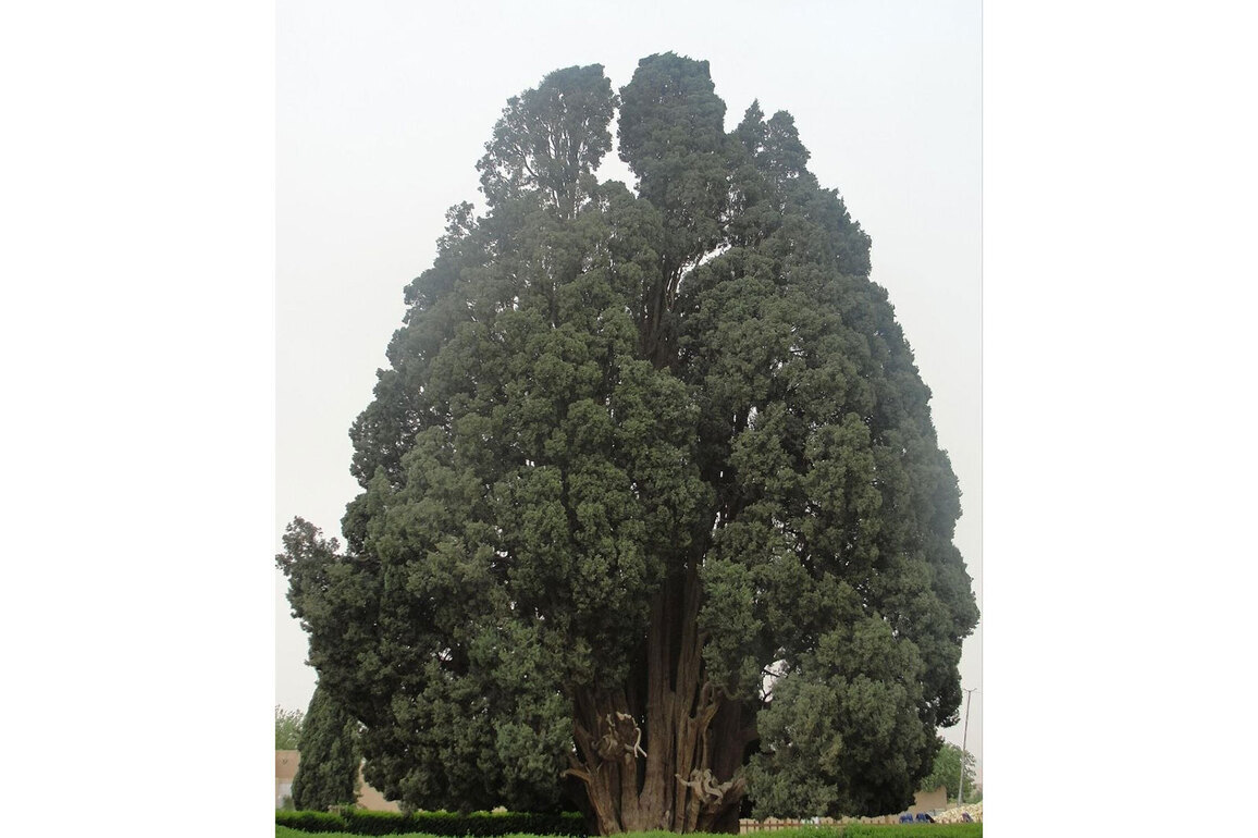 Echoes of the Cypress: Iran's President Pezeshkian highlights Civilisation beyond the storm