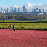 CANADA-RICHMOND-CRANBERRY-HARVEST