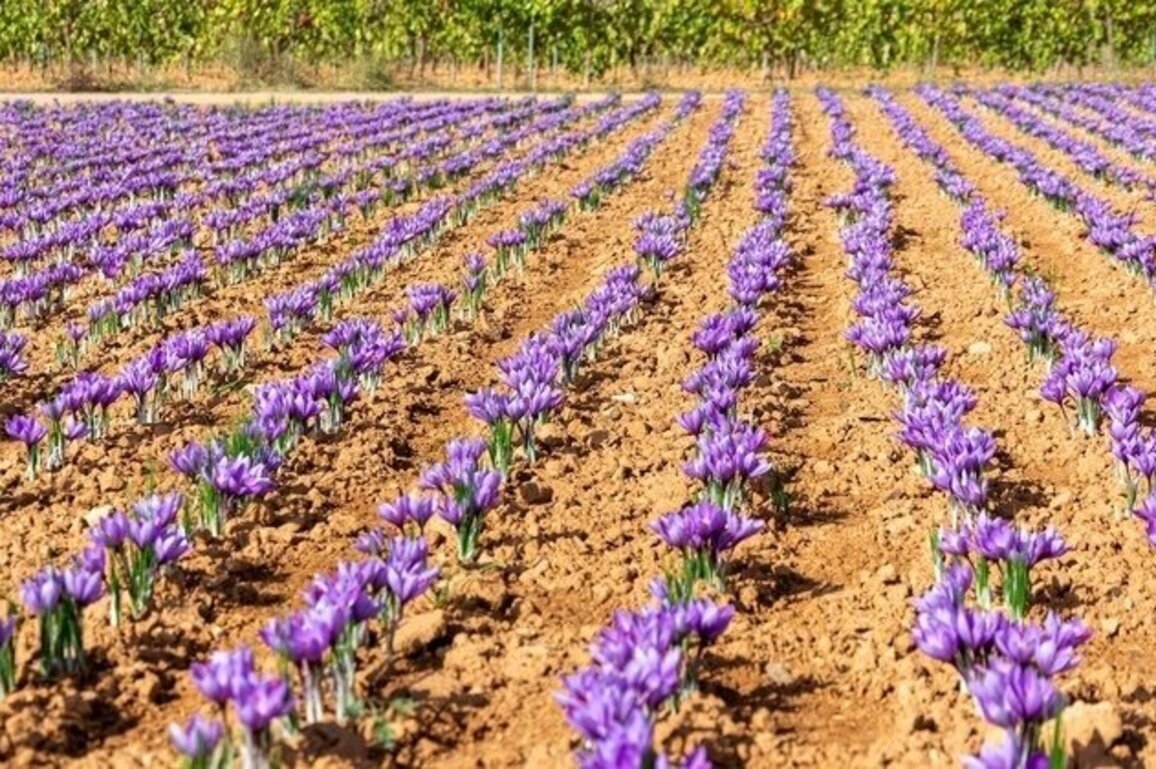 Saffron: Ancient spice becomes potential new cash crop for NM