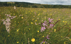 Farmers plough up land previously in stewardship to offset BPS loss