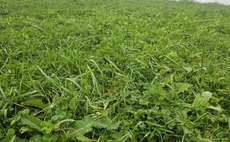 Are herbal leys still worth growing post-SFI closure?