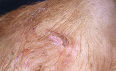 Pig sustains 'nasty' injuries after dog attack in West Yorkshire