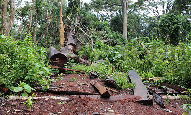 UPDF probes illegal lumbering in Zoka Forest UPDF probes illegal lumbering in Zoka Forest