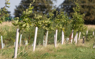 Government unveils plan for second national forest in the Oxford-Cambridge corridor