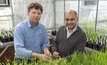   DPIRD technical officer Simon Rogers (left) and Murdoch University researcher Dr Sanjiv Gupta compare the performance of two barley lines with different disease resistance gene combinations at DPIRD South Perth glasshouse. Image courtesy DPIRD.