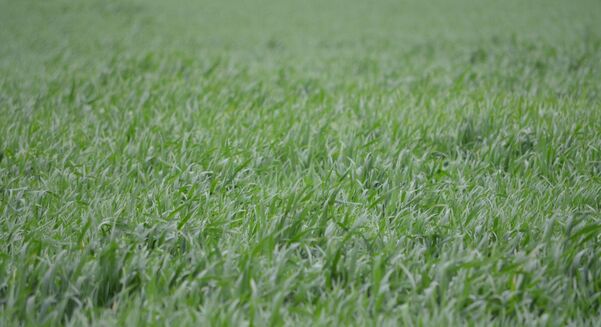 Many crop growing regions felt the pain of  hot, dry spells throughout September and October. 