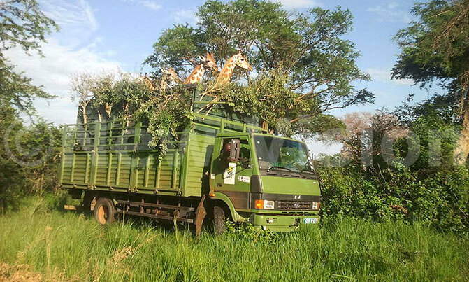 Giraffe translocation in Murchison Giraffe translocation in Murchison