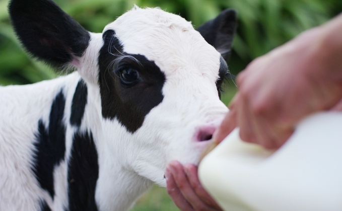 Bottle feeding can help speed up colostrum absorption.