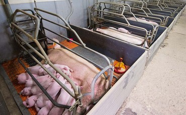 Scottish animal charity condemns ‘cruel’ use of farrowing crates on farms