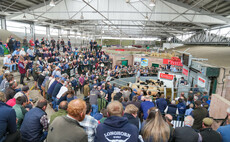 Flying trade for breeding sheep at Exeter