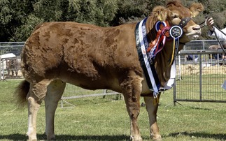 Limousin leads beef rings at Turriff Show
