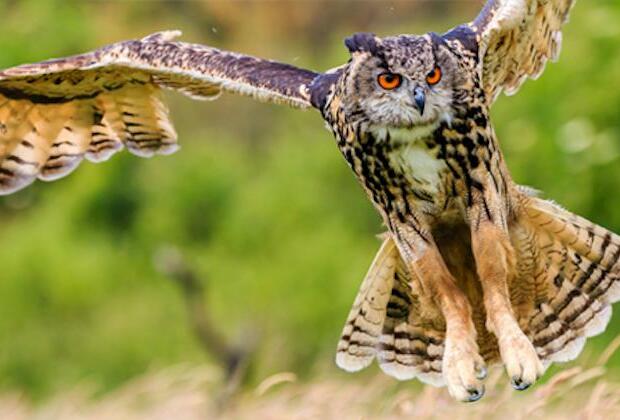 Escaped zoo owl to be allowed to soar above New York City