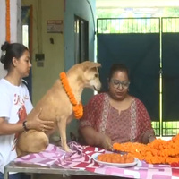 Siliguri animal welfare group celebrates 'Kukur Tihar', worships and feeds stray dogs
