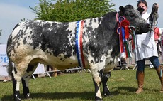 British Blue heifer takes supreme title at Nottinghamshire Show