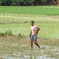 Indian agricultural sector under threat by trifecta of below-Normal Monsoon, El Nino, and West Asia war: ICRA