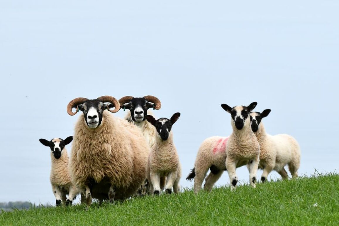 Sheep killed after vehicle carrying livestock crashes on rural road