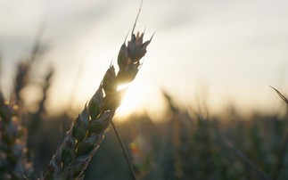 MPs urge one-year delay to farm inheritance tax reforms