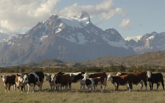 Cattle play major role in culture and livelihoods across the world