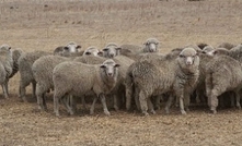 CSIRO sheep breakthrough eight years in the making