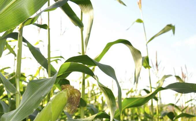 Making maize silage to fill grass shortfalls