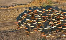 ABS data shows Australian beef production hit a record high last financial year.