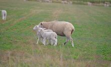 Sheep and lamb prices have dipped from recent records, as the market awaits new season stock.