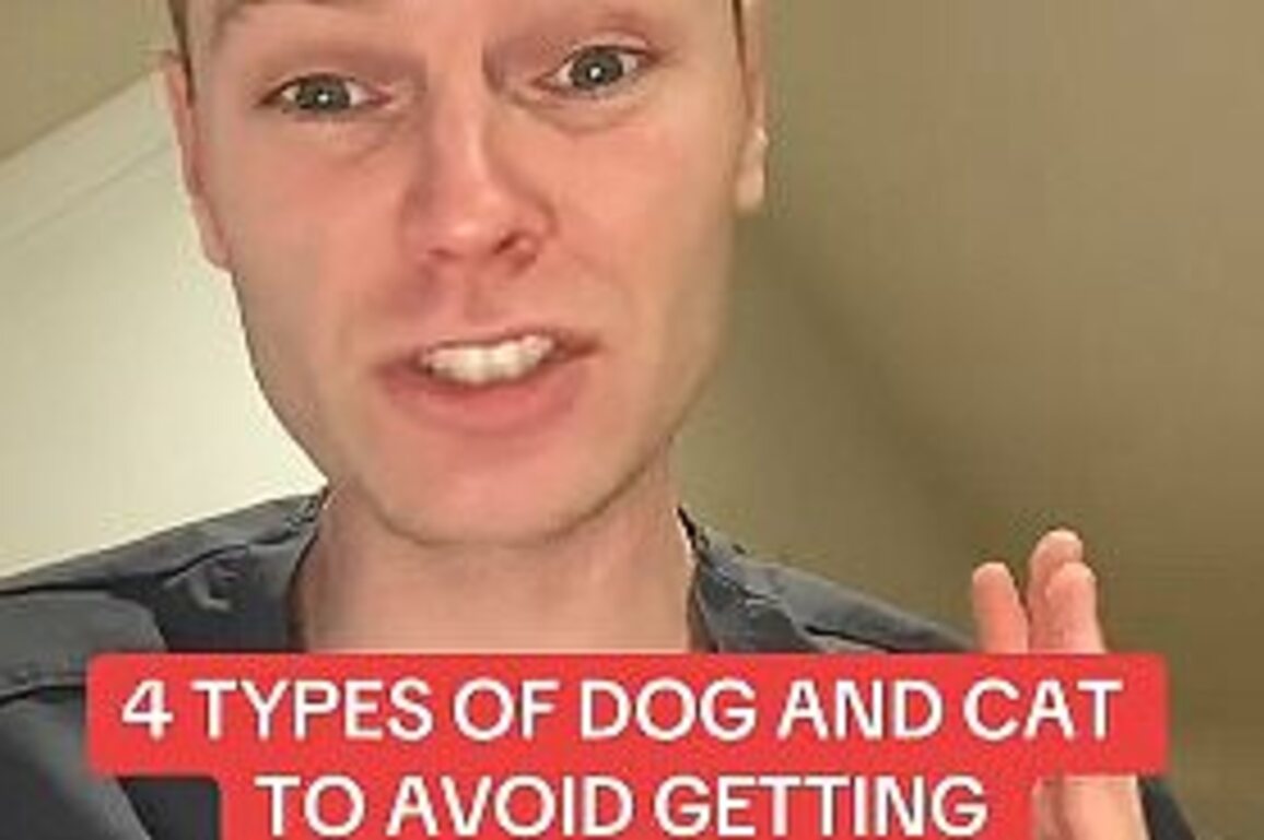 I'm a vet and here are 4 types of dogs and cats everyone should avoid getting
