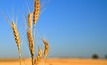 Could global wheat markets be closer to a tipping point?