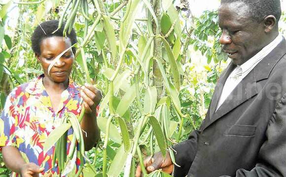 Kaggwa ne mukyala we mu vanilla waabwe. Kaggwa ne mukyala we mu vanilla waabwe.