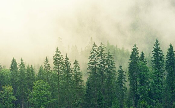 From tiny seeds: Government announces £20m sustainable timber funding boost