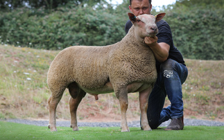 High of 10,000gns for Charollais rams at Worcester