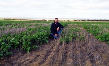 DAFWA reveal keys to canola improvements