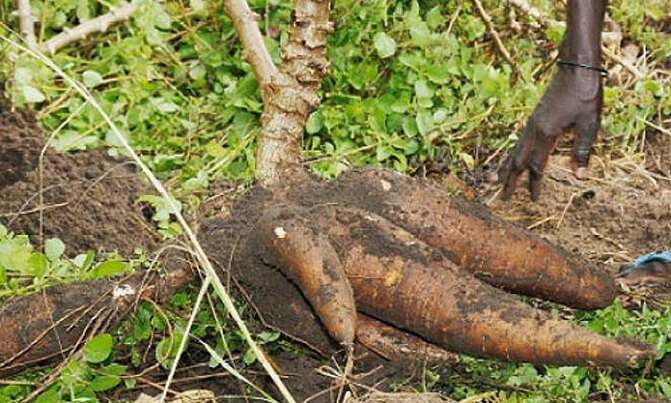 Seven die after eating 'poisonous cassava' Seven die after eating 'poisonous cassava'