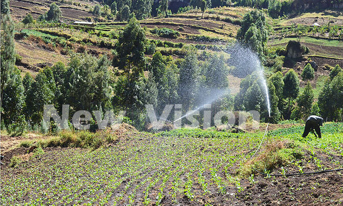 With simple irrigation, you can grow crops all year round With simple irrigation, you can grow crops all year round
