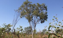 Thunderbird landscape.
