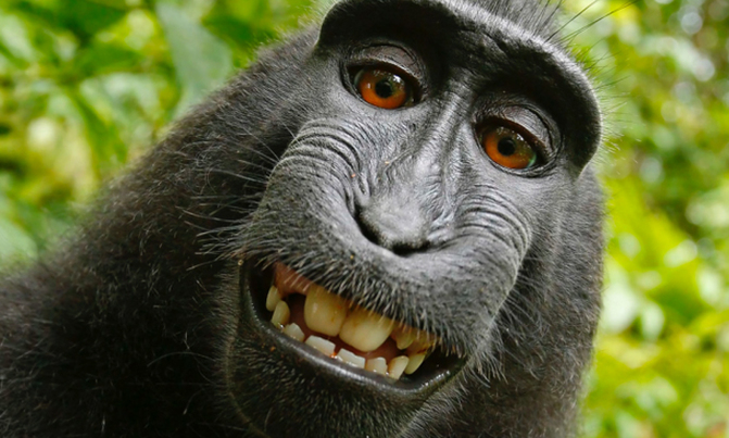 Court rules monkey does not own selfie copyright Court rules monkey does not own selfie copyright