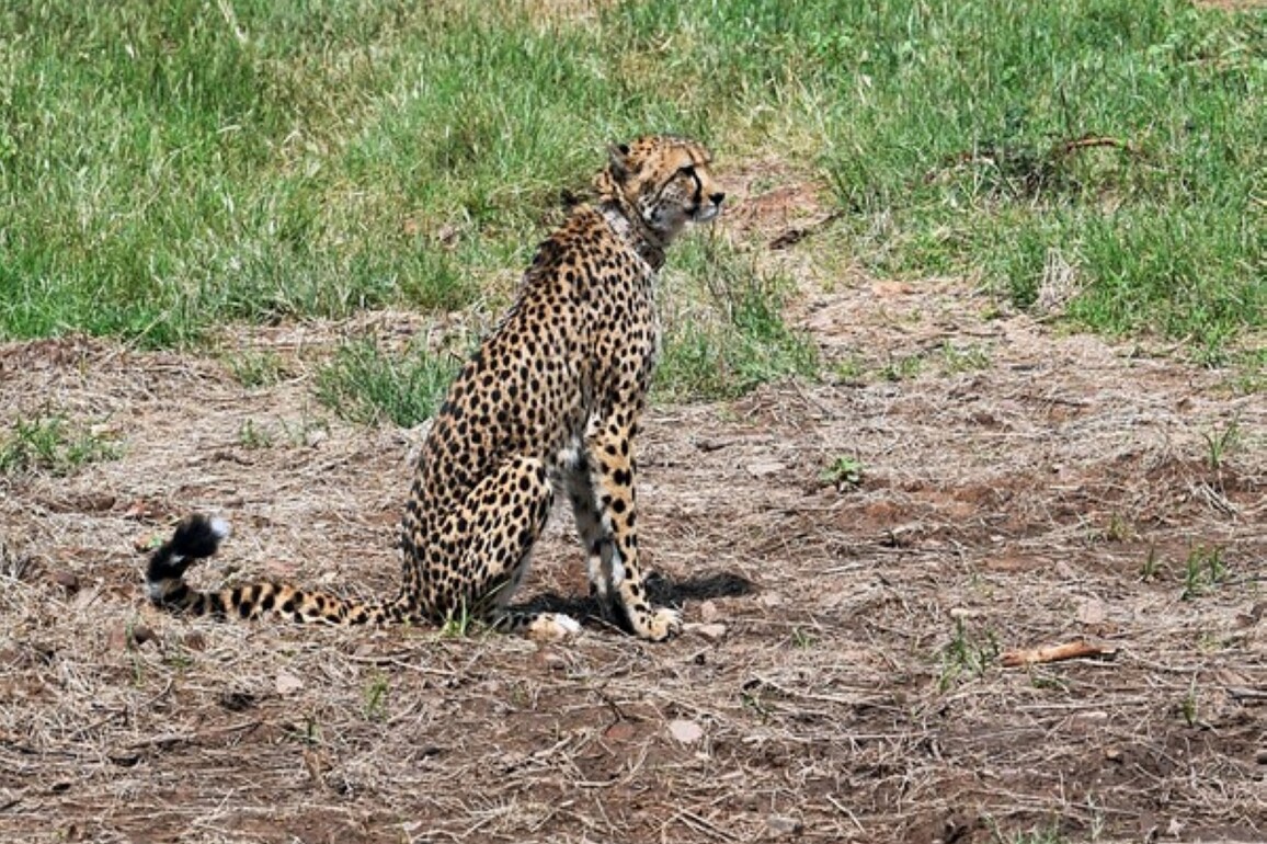MP: Female Cheetah 'Veera', her two cubs to be released in wild at Kuno National Park on International Cheetah Day today