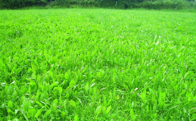 Fitting multi-species leys into your forage system