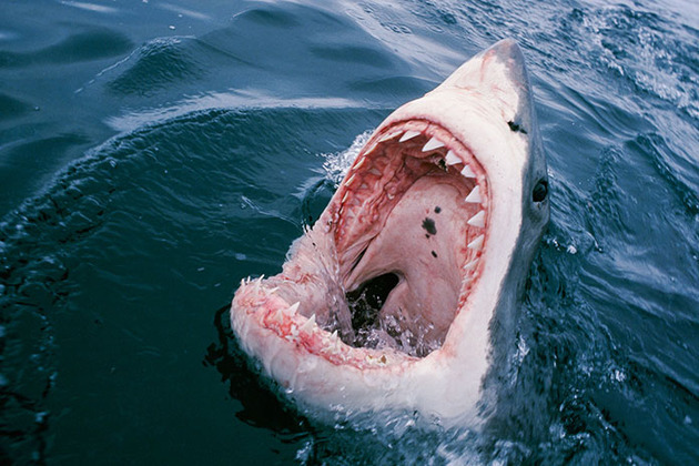 Shark Bite on Sweetings Cay