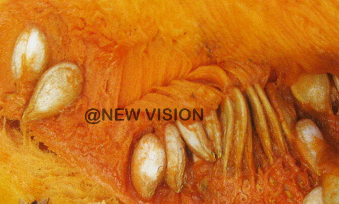 Nutritional value in pumpkin, its seeds and leaves Nutritional value in pumpkin, its seeds and leaves